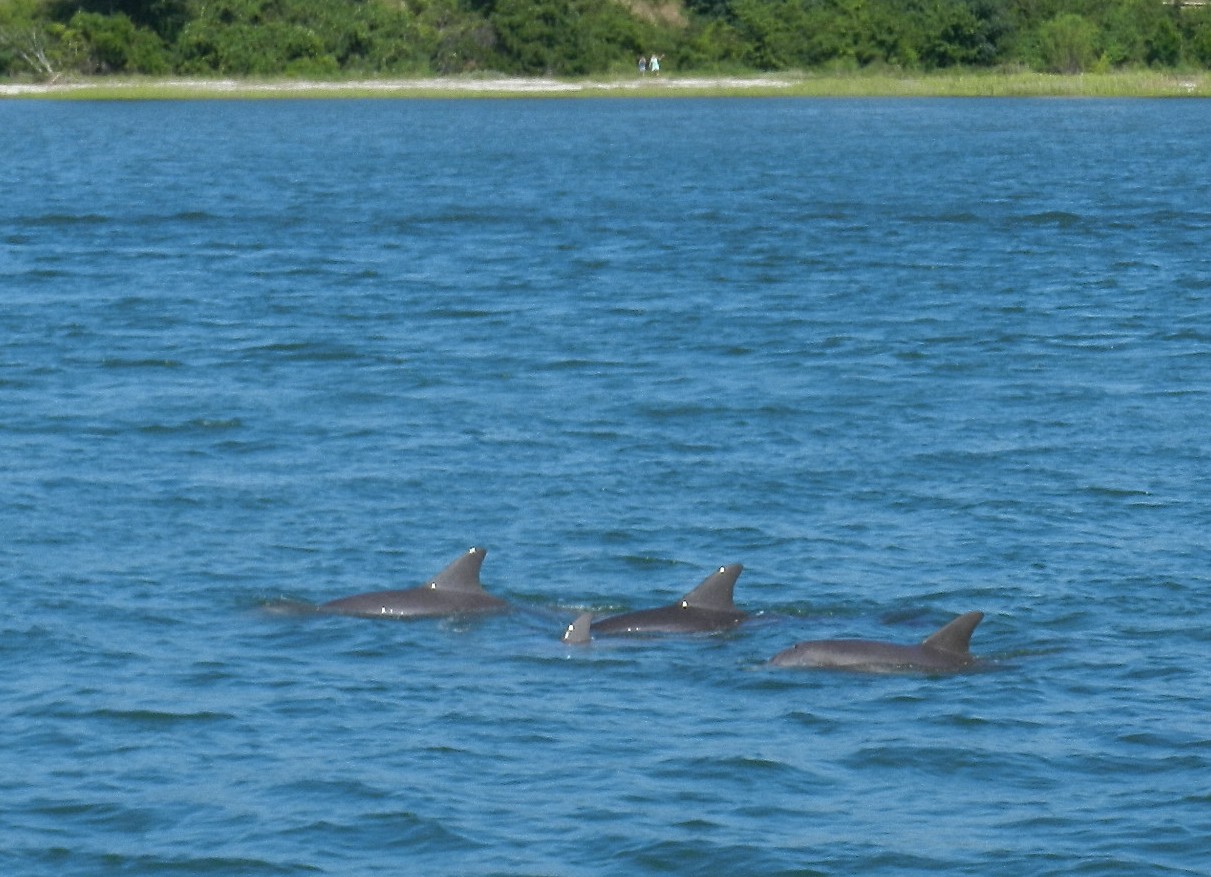 Dolphins swimming alongside Now and Zen on the St. John's River